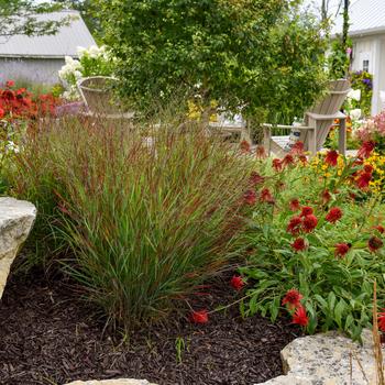 Panicum virgatum (Red Switch Grass) - Prairie Winds&reg; 'Cheyenne Sky'