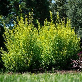 Physocarpus opulifolius - Cougar Cub&trade; Ninebark