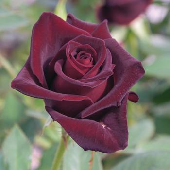 Rosa - Black Baccara&reg; Hybrid Tea Rose
