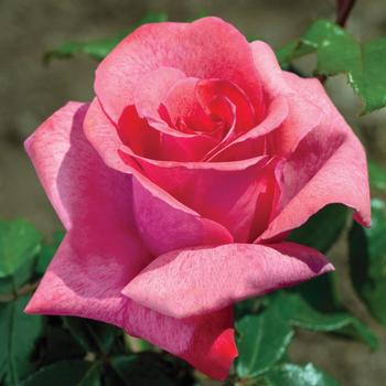 Rosa - 'Cinnamon Dolce&trade;' Rose