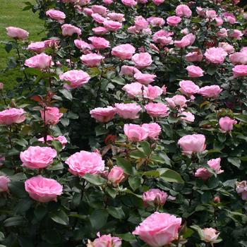 Rosa (Hybrid Tea Rose) - Eleganza&reg; 'Beverly&trade;'