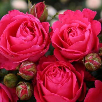 Rosa (Rose) - Eleganza&reg; 'Fiji&trade;'