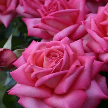Rosa (Hybrid Tea Rose) - Eleganza&reg; 'Wedding Bells&trade;'