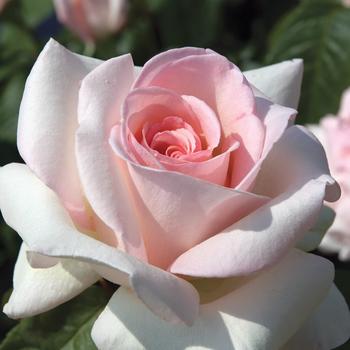Rosa - 'Francis Meilland&reg;' Hybrid Tea Rose