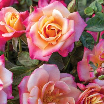 Rosa - 'Polynesian Punch&trade;' Rose