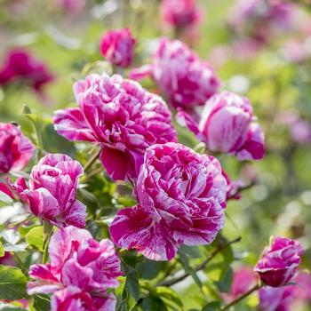 Rosa - Raspberry Cream Twirl&trade; Rose