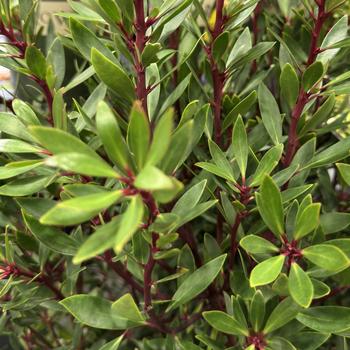 Drimys lanceolata - Mountain Pepper