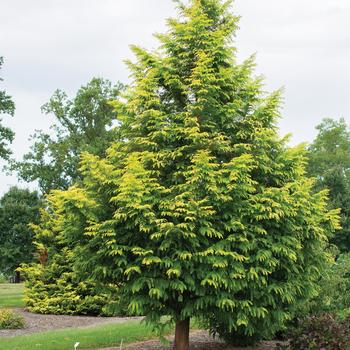 Metasequoia glyptostroboides - 'Amber Glow&trade;' Dawn Redwood