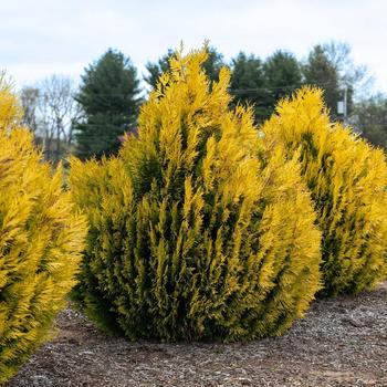 Thuja plicata - Forever Goldy&trade; Giant Arborvitae