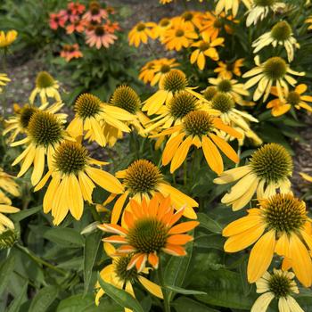 Echinacea (Coneflower) - Artisan&trade; 'Ombre Yellow'