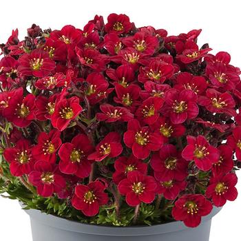 Saxifraga x arendsii - Marto&trade; Red Rockfoil