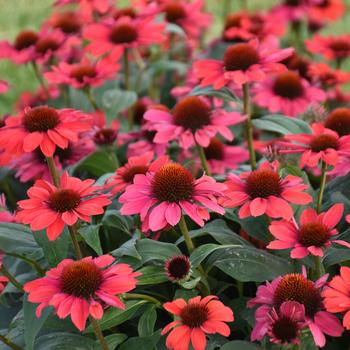 Echinacea (Coneflower) - Color Coded&reg; 'Knock 'em Red'