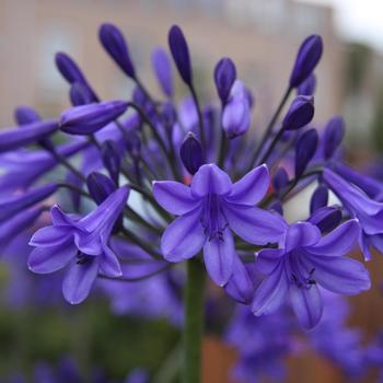 Agapanthus - ''Peter Pan'' African Lily