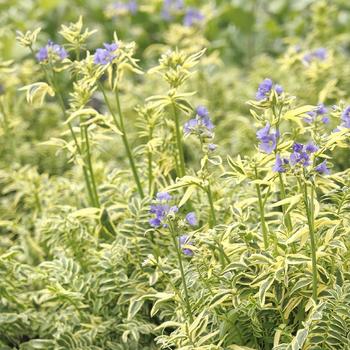 Polemonium caeruleum - 'Brise d'Anjou' Jacob's Ladder