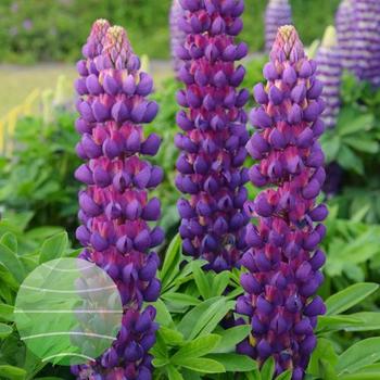 Lupinus polyphyllus (Lupine) - Westcountry&trade; 'Magic Lantern'