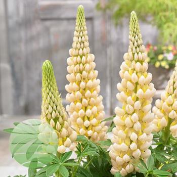 Lupinus polyphyllus (Lupine) - Westcountry&trade; 'Cashmere Cream'