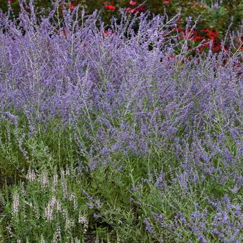 Perovskia atriplicifolia - 'Crazy Blue' Russian Sage