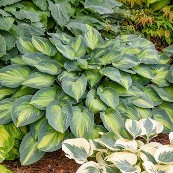 Hosta - 'June' Hosta, Plantain Lily