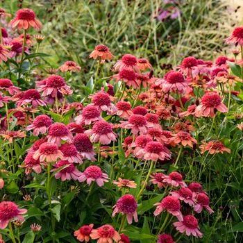 Echinacea (Coneflower) - Double Dipped&reg; 'Rainbow Sherbet'