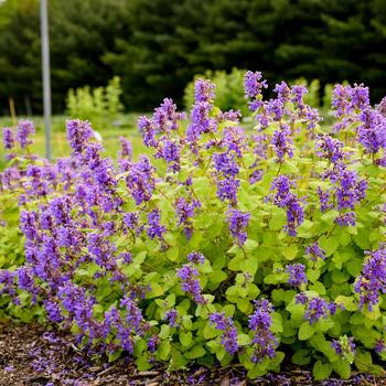 Nepeta x faassenii - 'Chartreuse on the Loose' Catmint