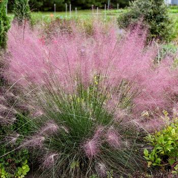 Muhlenbergia reverchonii - 'Undaunted&reg;' Ruby Muhly