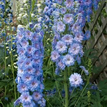 Delphinium elatum (Larkspur) - New Millennium&trade; 'Blue Lace'