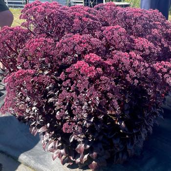 Sedum - Nova&reg; 'Cherry Fizz' Stonecrop