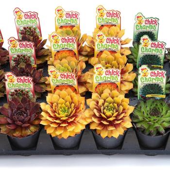 Sempervivum (Hens and Chicks) - Chick Charms&reg; 'Citrus Shock'