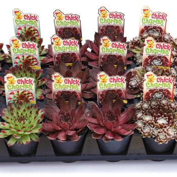 Sempervivum (Hens and Chicks) - Chick Charms&reg; 'Parfait Perfection'