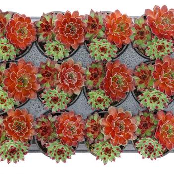 Sempervivum (Hen and Chicks) - Chick Charms&reg; Trio Cherry Cordial&trade;