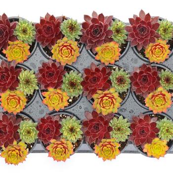 Sempervivum (Hen and Chicks) - Chick Charms&reg; Trio Strawberry Sunrise&trade;