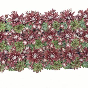 Sempervivum (Hen and Chicks) - Chick Charms&reg; Trio Sugar and Spice&trade;