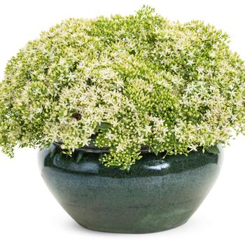 Sedum (Stonecrop) - Rock 'N Round&reg; 'Bundle of Joy'
