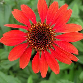 Echinacea - 'Panama&trade; Red' Coneflower