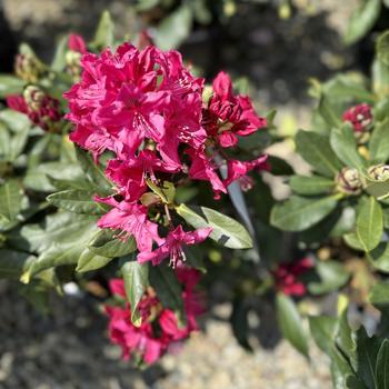 Rhododendron - 'Nova Zembla'