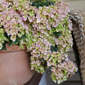 Hydrangea x - Fairytrail Fresco&reg;