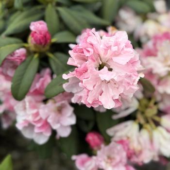 Rhododendron - 'Yaku Prince'