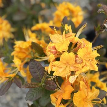 Rhododendron Exbury hybrid - 'Klondyke' Azalea
