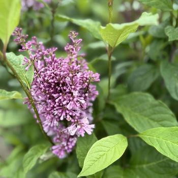 Syringa x prestoniae - 'Minuet' Lilac