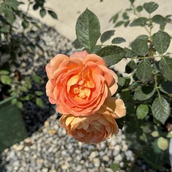 Rosa - 'Lady of Shalott' Rose