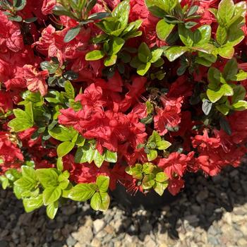 Rhododendron Gable hybrid - 'Stewartstonian' Azalea