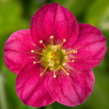 Saxifraga x arendsii (Saxifrage) - Alpino Early&trade; Rose