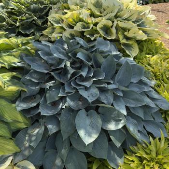 Hosta - 'Halcyon' Hosta, Plantain Lily