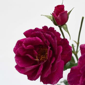 Rosa x - Purple Aura&trade; Floribunda Rose