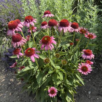 Echinacea (Coneflower) - Double Dipped&reg; 'Strawberry Mousse'