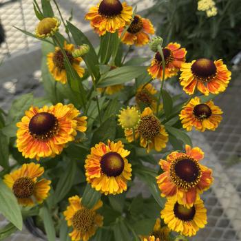 Helenium - 'Mardi Gras' Sneezeweed