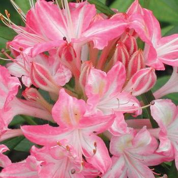 Rhododendron - 'Weston's Ribbon Candy' Azalea