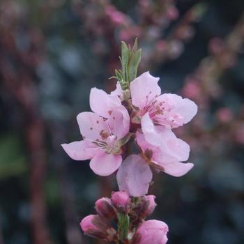Prunus persica var. nucipersica - 'Garden Delight' Miniature Nectarine