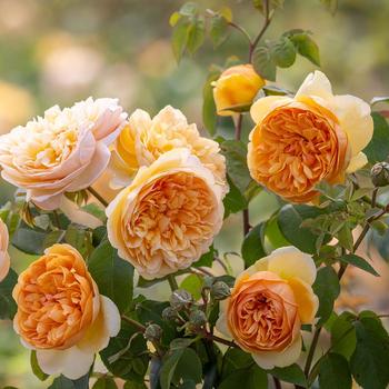 Rosa - 'Bring Me Sunshine' English Shrub Rose