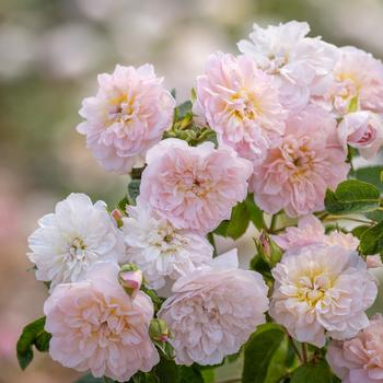 Rosa - Elizabeth® English Shrub Rose